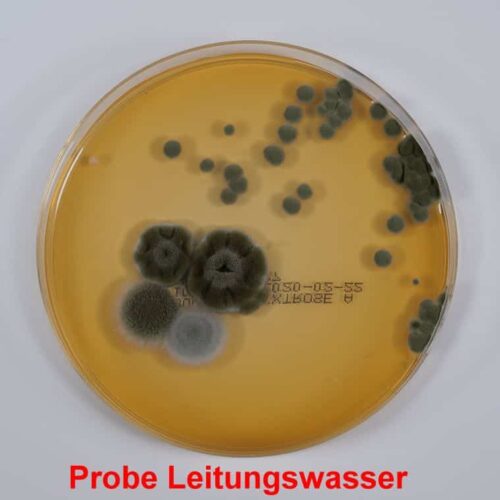 Bakterien im Leitungswasser bei Hamburg